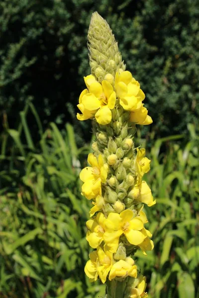 Żółte Kwiaty Mullein Lub Aksamitna Roślina Gallen Szwajcaria — Zdjęcie stockowe