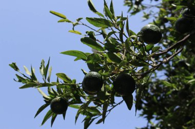 Malaga, Endülüs, İspanya 'da ağaçta koyu yeşil mandalinalar.