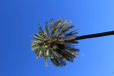 Sevilla, Endülüs, İspanya 'da mavi gökyüzü arka planında tek bir palmiye ağacı.