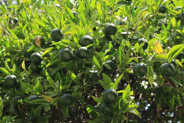 Mandarini Verde Scuro Albero Malaga Andalusia Spagna — Foto Stock