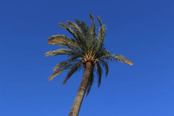 スペイン アンダルシア州セビリアの青い空の背景に一本ヤシの木 — ストック写真