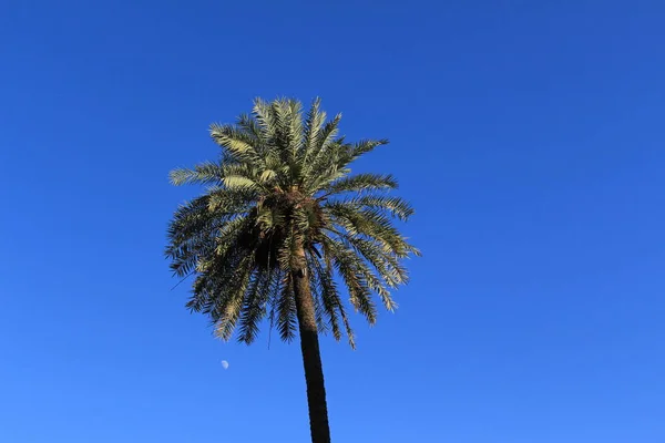 Pojedyncza Palma Tle Błękitnego Nieba Sewilli Andaluzja Hiszpania — Zdjęcie stockowe