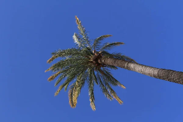 Palmeira Única Fundo Céu Azul Sevilha Andaluzia Espanha — Fotografia de Stock