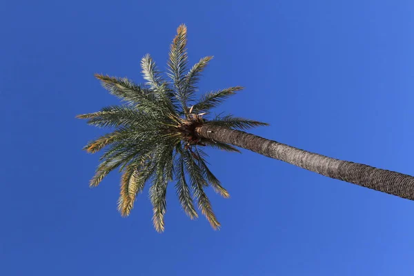 スペイン アンダルシア州セビリアの青い空の背景に一本ヤシの木 — ストック写真