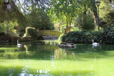 İki beyaz kuğusu ve Sevilla, Endülüs 'teki Maria Luisa Parkı' nda (Parque de Maria Luisa) tarihi bir köprüsü olan güzel bir göl..