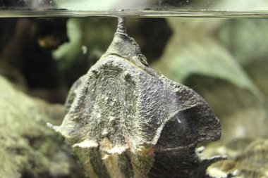 Mata Mata Turtle (Chelus Fimbriata) uzun burnu ve düz olmayan kabuğuyla. Güney Amerika ve Amazon 'da bulunan bir tatlı su kaplumbağası..