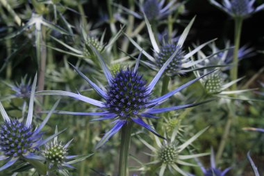 İsviçre 'nin St. Gallen kentindeki 