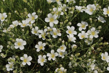 İsviçre 'nin St. Gallen kentinde bulunan beyaz 