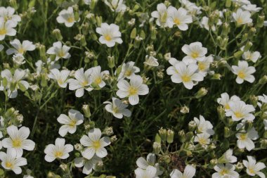 İsviçre 'nin St. Gallen kentinde bulunan beyaz 