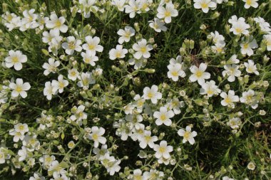 İsviçre 'nin St. Gallen kentinde bulunan beyaz 