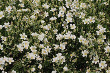 İsviçre 'nin St. Gallen kentinde bulunan beyaz 