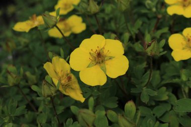 İsviçre 'nin St. Gallen kentinde bulunan sarı 