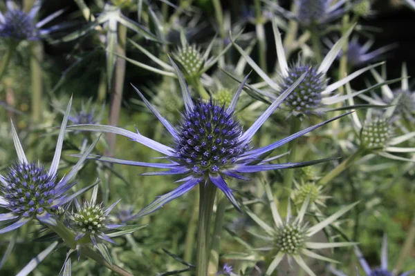 Modro Stříbrná Rostlina Mediterranean Sea Holly Nebo Bourgat Sea Holly — Stock fotografie