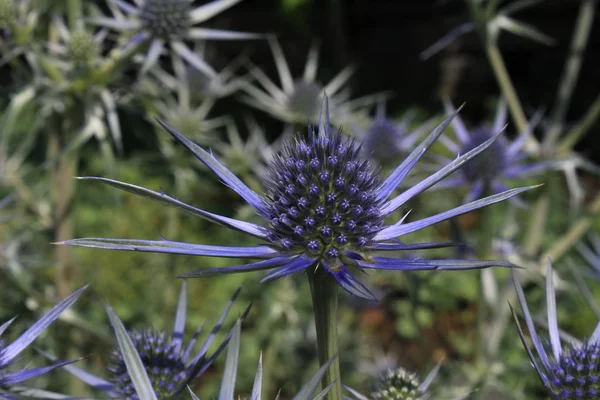 Modro Stříbrná Rostlina Mediterranean Sea Holly Nebo Bourgat Sea Holly — Stock fotografie