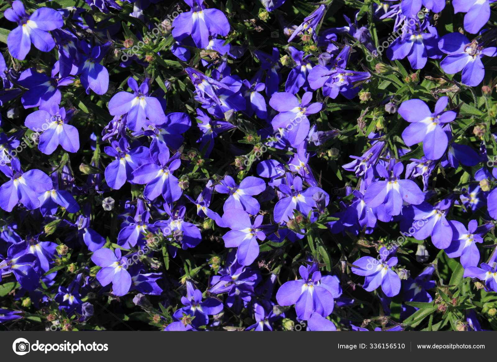 Blue Trailing Lobelia Sapphire Flowers Edging Lobelia Garden Lobelia