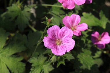 İsviçre 'nin St. Gallen şehrinde, melez Geranium Riversleaianum' Russell Prichard 'çiçeği. Geranium Endressii ve Geranium Traversii 'nin karışımı..