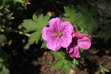 İsviçre 'nin St. Gallen şehrinde, melez Geranium Riversleaianum' Russell Prichard 'çiçeği. Geranium Endressii ve Geranium Traversii 'nin karışımı..