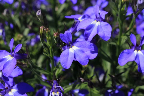 Blå Trailing Lobelia Sapphire Blommor Eller Edging Lobelia Garden Lobelia — Stockfoto