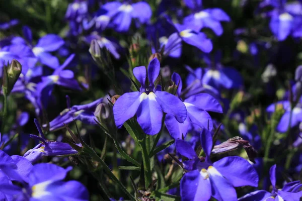Niebieskie Kwiaty Szlak Lobelia Sapphire Lub Edging Lobelia Garden Lobelia — Zdjęcie stockowe