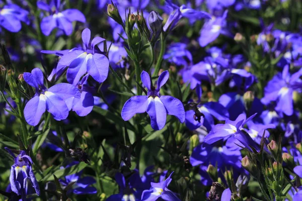 Blå Trailing Lobelia Sapphire Blommor Eller Edging Lobelia Garden Lobelia — Stockfoto