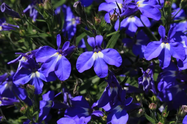 Blauwe Trailing Lobelia Sapphire Bloemen Edging Lobelia Garden Lobelia Gallen — Stockfoto