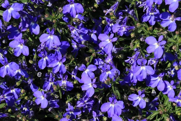 Niebieskie Kwiaty Szlak Lobelia Sapphire Lub Edging Lobelia Garden Lobelia — Zdjęcie stockowe