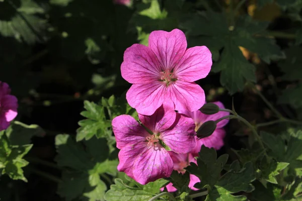 Hybrid Geranium Riversleaianum Russell Prichard Flower Gallen Switzerland Hybrid Geranium — Stock Photo, Image