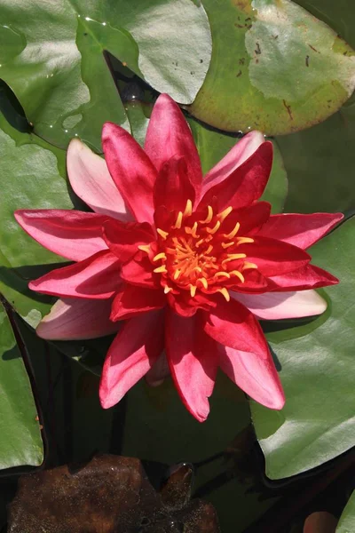 Pink Red Hybrid Pond Waterlily Flower Gallen Switzerland Its Latin — Stock Photo, Image