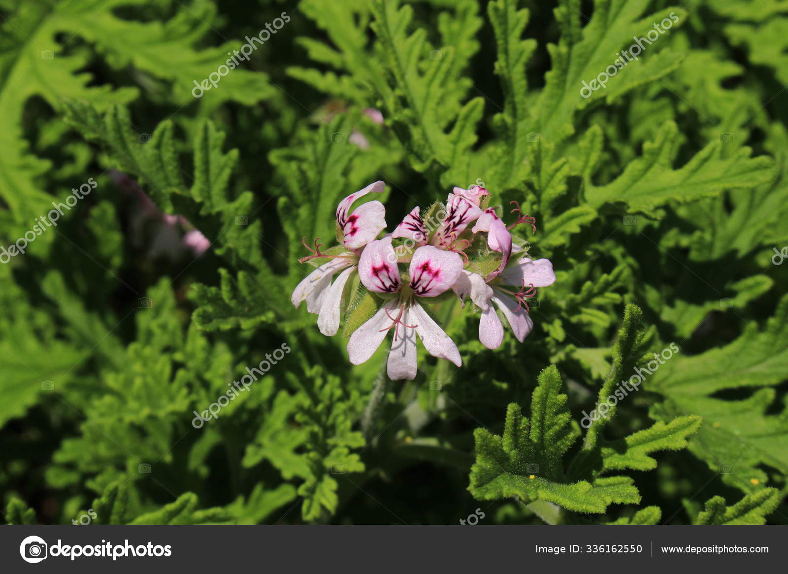 甘い香りのゼラニウムスイスのサンガレンにある またはローズゼラニウム ワイルドマルバ ラテン語名はpelargonium Graveolens Sin Geranium Terebinthinaceum 南アフリカ原産 ストック写真 C Rukimedia