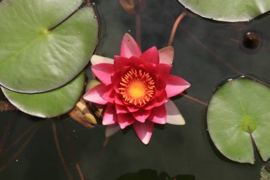 İsviçre, St. Gallen 'deki Pembe-kırmızı 