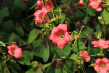 İsviçre 'nin St. Gallen kentinde bulunan Pembe 
