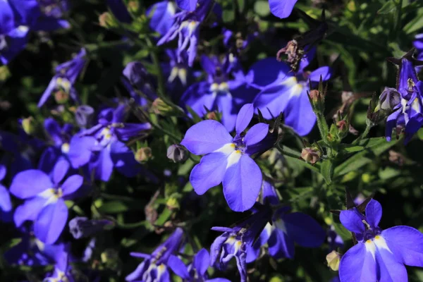 İsviçre 'nin St. Gallen kentinde bulunan mavi 