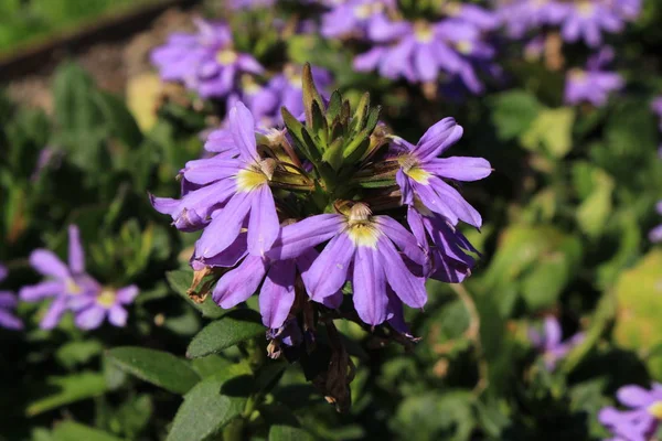 Hybridblå Fairy Fan Flower Eller Common Fan Flower Gallen Schweiz — Stockfoto