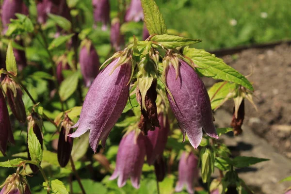 Pinkish Korean Bellflower Korean Glockenblume Gallen Switzerland Its Latin Name — Stock Photo, Image