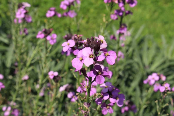 Wallflower Bowles Mauve Gallen Suíça Seu Nome Latino Erysimum Bicolor — Fotografia de Stock