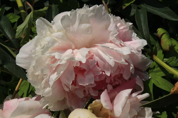 Rosa Chinesische Pfingstrose Blume Oder Gemeinsame Garten Pfingstrose Gallen Schweiz — Stockfoto