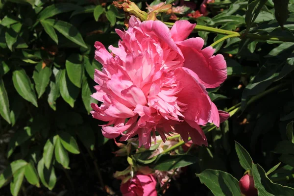 Rosa Chinesische Pfingstrose Blume Oder Gemeinsame Garten Pfingstrose Gallen Schweiz — Stockfoto