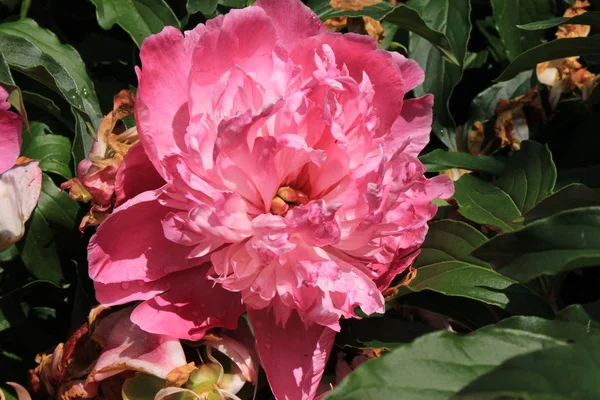 Rosa Kinesisk Pion Blomma Eller Vanlig Trädgård Pion Gallen Schweiz — Stockfoto