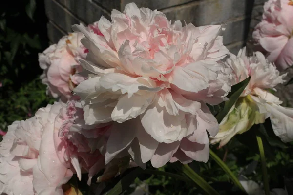 Белый Цветок Китайский Пион Common Garden Peony Санкт Галлене Швейцария — стоковое фото