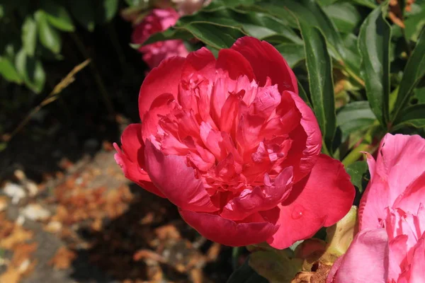 Red Chinese Peony Flower Common Garden Peony Gallen Switzerland Nombre — Foto de Stock