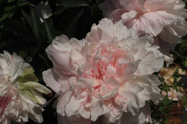 Flor Branca Chinese Peony Common Garden Peony Gallen Suíça Seu — Fotografia de Stock