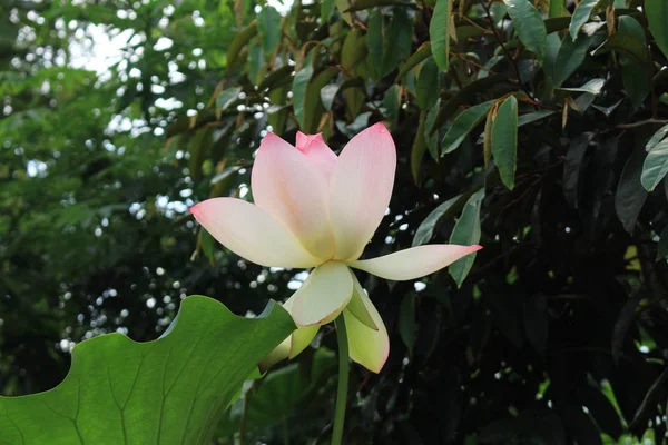 Цвіт Індійського Лотоса Або Sacred Lotus Bean India Egyptian Bean — стокове фото