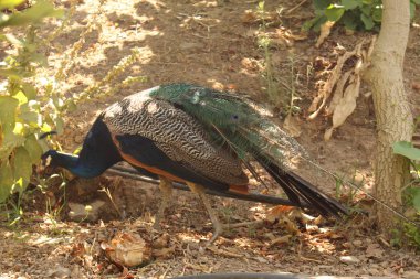 Yunanistan 'ın Girit Adası' nda Tavuskuşu doğada.