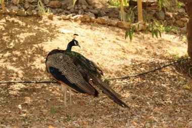Yunanistan 'ın Girit Adası' nda Tavuskuşu doğada.