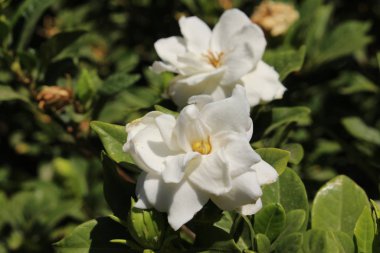 Girit Adası, Yunanistan 'da beyaz 