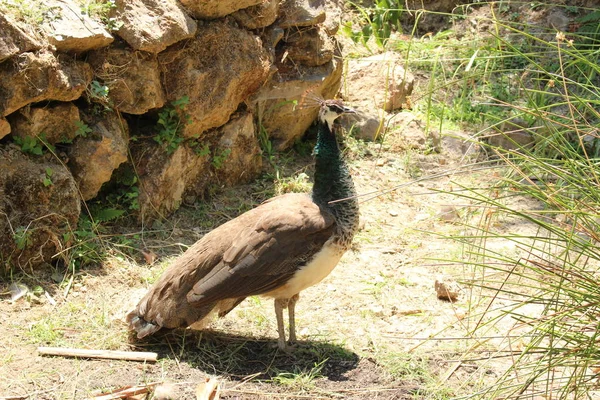 Peacock Bird Nature Crete Island Grecja — Zdjęcie stockowe