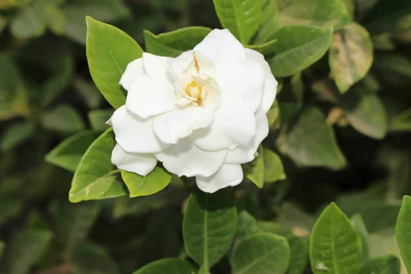 Fiore Bianco Gardenia Nell Isola Creta Grecia — Foto Stock