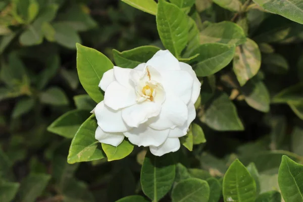 Flor Branca Gardenia Creta Island Grecia — Fotografia de Stock