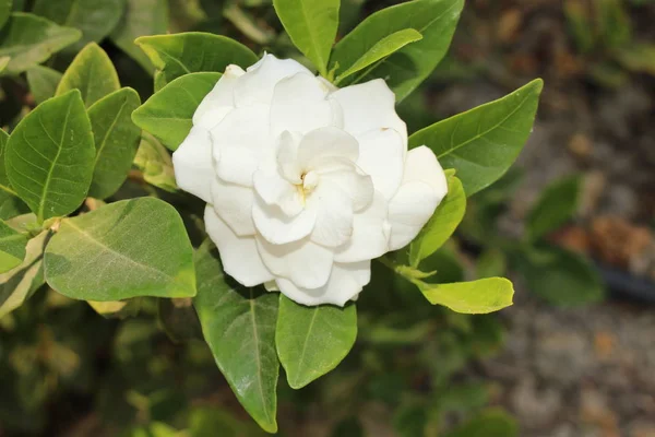 Vit Gardenia Blomma Kreta Island Grekland — Stockfoto