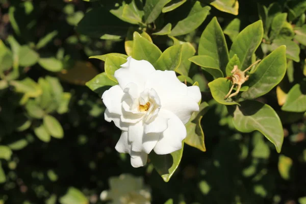 Fleur Blanche Gardenia Crète Grèce — Photo